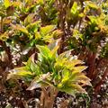 Paeonia x lactiflora 'Karl Rosenfield', Paeonia x lactiflora 'Karl Rosenfield'