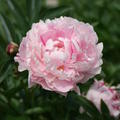 Paeonia x lactiflora 'Sarah Bernhardt'