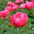 Paeonia Hybride 'Ellen Cowley', Pfingstrose