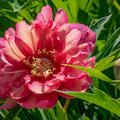 Paeonia x itoh Julia Rose, Pfingstrose, Hybride