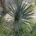 Palmlilie Yucca rostrata, Yucca rostrata