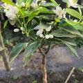 Panaschierte weidenbl�ttrige Bitterorange, Citrus aurantium Turcicum Saliciflora