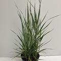 Ruten Hirse 'Prairie Sky'