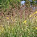Panicum virgatum 'Shenandoah' Lubera