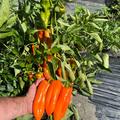 Paprika Timia Spitzpaprika, Capsicum annuum