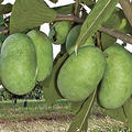 Pawpaw Shenandoah� - Fr�chte