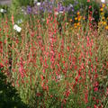 Penstemon barbatus 'Coccineus'