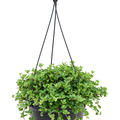 Peperomia rotundifolia, Ranker, im 28cm Topf, H�he 50cm, Breite 40cm