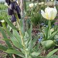 Persische Kaiserkrone 'Twin Tower Tribute', Fritillaria persica 'Twin Tower 