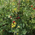 Peruanische Wildtomate (Solanum lycopersicum peruvianum)