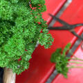 Petroselinum crispum Grandeur, Persilie, Peterli, 1,3L-Topf