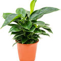 Philodendron 'Congo Apple', Busch, im 19cm Topf, H�he 65cm, Breite 40cm