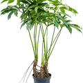 Philodendron 'Fun bun', Tuff, im 30cm Topf, H�he 130cm, Breite 80cm