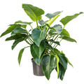 Philodendron 'Green Beauty', Busch, im 30cm Topf, H�he 110cm, Breite 100cm