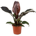 Philodendron 'Imperial Red', Busch, im 19cm Topf, H�he 55cm, Breite 45cm