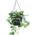 Philodendron 'Metal Green', Ampel, im 28cm Topf, H�he 40cm, Breite 35cm