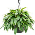 Philodendron 'Minii', Ampel, im 28cm Topf, H�he 60cm, Breite 50cm