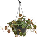 Philodendron micans, Ampel, im 28cm Topf, H�he 65cm, Breite 40cm