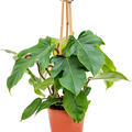 Philodendron squamiferum, Pyramide, im 19cm Topf, H�he 75cm, Breite 70cm
