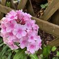 Phlox paniculata Bright Eyes, Staude, rosa