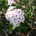 Phlox paniculata 'Graf Zeppelin'