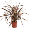Phormium tenax 'Bronze Tower', Busch, im 25cm Topf, H�he 110cm, Breite 100cm