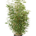 Phyllostachys aurea, Busch, im 26cm Topf, H�he 145cm, Breite 55cm