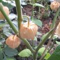 Physalis, Ananaskirsche, Physalis pruinosa