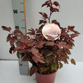 Blasenspiere 'Little Angel �'