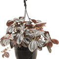 Pilea involucrata 'Norfolk', Ampel, im 20cm Topf, H�he 40cm, Breite 35cm