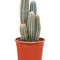 Pilosocereus pachycladus, im 21cm Topf, H�he 40cm, Breite 25cm