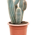 Pilosocereus zehnteri, Verzweigt, im 30cm Topf, H�he 70cm, Breite 30cm