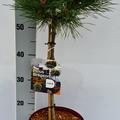 Strauch-Schwarzkiefer Bambino� 'Ga�lle Br�geon' - St�mmchen