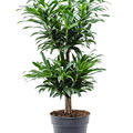 Pleomele (Dracaena) reflexa, Multi Stamm, im 24cm Topf, H�he 90cm, Breite 30cm