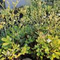 Potentilla tridentata 'Nuuk', Potentilla tridentata 'Nuuk'