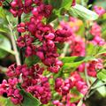 Herbstf�rbung bei dem Pfaffenh�tchen