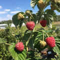 Herbsthimbeere, Primeberry�, Autumn Fleshy, Rubus idaeus