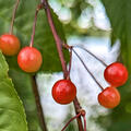 Prunus pensylvanica, Feuerkirsche