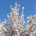 Zierkirsche Prunus serrulata 'Sunset Boulevard'