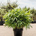 Pseudosasa japonica, Busch, im 40cm Topf, H�he 100cm, Breite 75cm