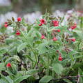 Pulmonaria rubra 'Salmon Glow'