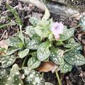 Pulmonaria saccharata 'Trevi Fountain' (S), Pulmonaria saccharata 'Trevi Fountain' (S)