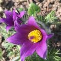K�chenschelle, Pulsatilla vulgaris 'Blaue Glocke' Staude
