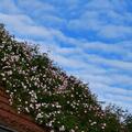 Ramblerrose 'F�licit� et Perp�tue', Ramblerrose 'F�licit� et Perp�tue' - perfekte Bl�tenrosetten in Milchweiss