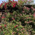 Ramblerrosen-Set 'Dornr�schens Sichtschutzhecke', Ramblerrosen-Set 'Dornr�schens Sichtschutzhecke'