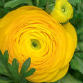 Ranunkel, Ranunculus asiaticus Aviv gelb