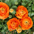Ranunkel, Ranunculus asiaticus Aviv orange