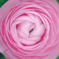 Ranunkel, Ranunculus asiaticus Aviv rosa, Blumenzwiebel, Zwiebel