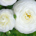Ranunkel, Ranunculus asiaticus Aviv weiss, Blumenzwiebel, Zwiebel