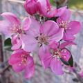 Redlove� Circe�, Malus domestica